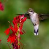 Pau Brasil, rere el vol dels colibrís 001