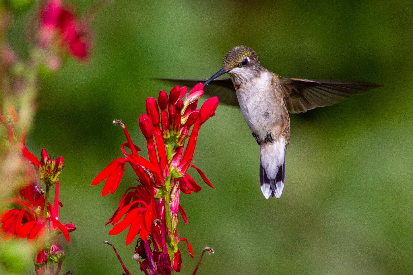 Pau Brasil, rere el vol dels colibrís 016. Som riu.